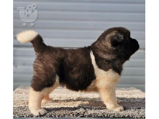 American Akita, διαθέσιμα κουτάβια